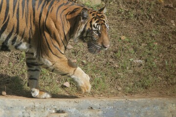 a sumatran tiger is walking on the floor