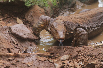 portrait of a muddy salvator lizard