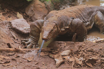 portrait of a muddy salvator lizard