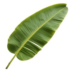 a banana leave on isolated white background 