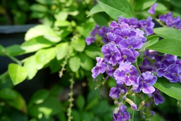 Close-up of the purple flowers of Golden Dewdrop.