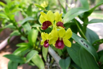 Obraz premium Yellow Dendrobium orchids are blooming