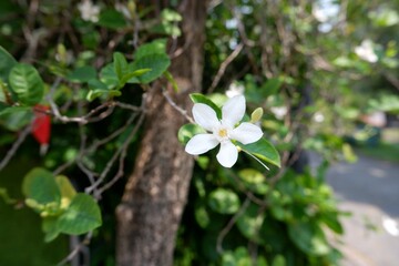 Close-up of white flowers of Arctic Snow tree.
