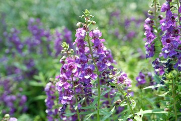 Obraz premium Purple angelonia flowers in an outdoor garden.