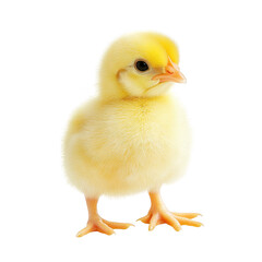 Obraz premium a cute fluffy yellow chick stands upright against a white background showcasing its soft feathers and bright appearance. essence of new life and innocence