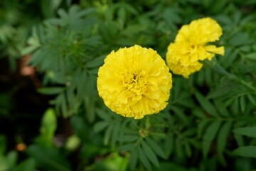 Close-up of Marigold flower in the garden.