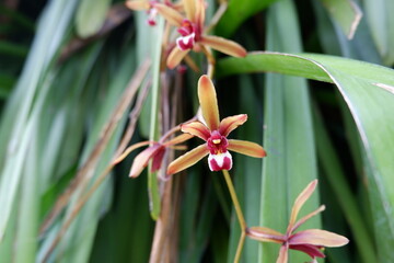 Close-up of Cymbidium atropurpureum in the park.