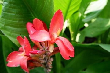 Close-up of red canna indica flowers about to bloom.