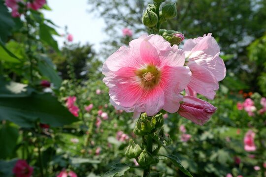 Hollyhock Or Althaea rosea blooming