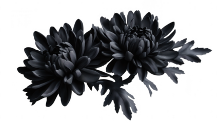 two black chrysanthemums with intricate petals and leaves creating a striking visual effect suitable for artistic or graphic design purposes