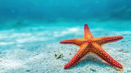 Starfish closeup on ocean floor underwater photography vibrant marine life tranquil seascape macro view nature's beauty