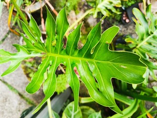 green leaf with water drops