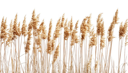 tall golden wheat stalks against a white background highlighting their texture and natural beauty composition evokes a sense of calm and connection to nature