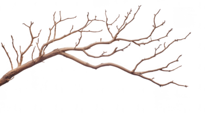a slender bare branch with intricate twigs extends across a white background showcasing the natural beauty and complexity of plant forms