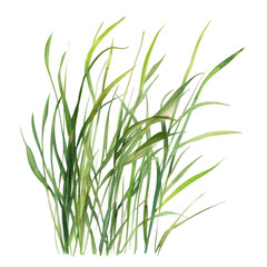 Fototapeta premium cluster of green grass blades showcasing their delicate structure and varying shades of green it serves as a botanical illustration highlighting the beauty of natural flora