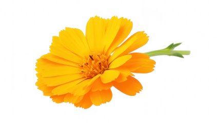 a vibrant yellow flower with broad petals and a green stem showcasing its natural beauty against a white background perfect for decorative purposes or botanical studies