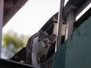 A cat climbing the wall of the house