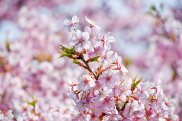 京都 淀水路の河津桜