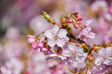Obraz premium 京都 淀水路の河津桜