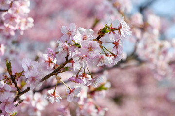 京都 淀水路の河津桜