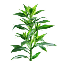 Fototapeta premium a tall vibrant green plant with elongated leaves showcasing a healthy and lush appearance against a white background. beauty of nature and indoor greenery