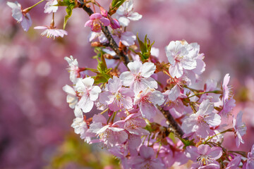 Obraz premium 京都 淀水路の河津桜
