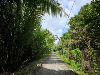 Fototapeta premium A peaceful walkway meanders through lush coconut palms, creating a shaded, tropical escape under the bright sunlight in Mekong Delta Vietnam.