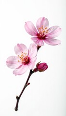 Single stem of cherry blossom isolated on white background, delicate, solitary