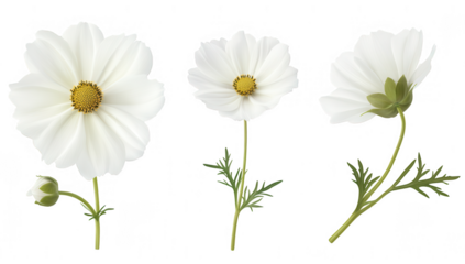 three white flowers showcasing their delicate petals and green stems arranged in a visually appealing manner it highlights the beauty of nature and can be used for design purposes