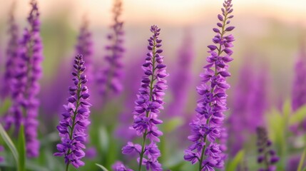 Obraz premium A serene field of vibrant purple flowers, elegantly rising amidst lush greenery, creating a tranquil and picturesque scene.