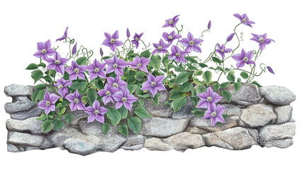 vibrant arrangement of purple clematis flowers cascading over a rustic stone wall showcasing the beauty of nature and gardening