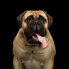Funny portrait of bullmastiff isolated on black background