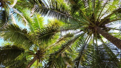 Fototapeta premium Low-angle shot of a tall coconut tree, showcasing its textured brown trunk, lush green fronds and a few coconuts against a soft blue sky.