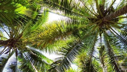 Fototapeta premium Low-angle view of coconut trees, highlighting their tall, textured trunks and the vibrant green fronds stretching towards the bright sky.