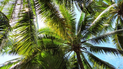 Fototapeta premium Low-angle view of coconut trees, highlighting their tall, textured trunks and the vibrant green fronds stretching towards the bright sky.