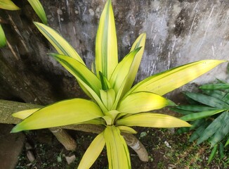 Garden foliage plant - Pandanus baptistii. Commonly known as Variegated Dwarf Pandanus or White-striped Pandanus. Small bush or tree. Leaves spirally arranged with golden-yellow central stripes.