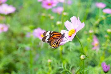 A beautiful butterfly in the garden