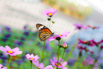 A beautiful butterfly in the garden