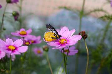 A beautiful butterfly in the garden