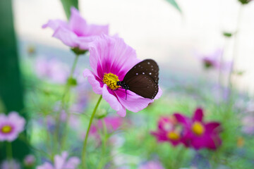 A beautiful butterfly in the garden