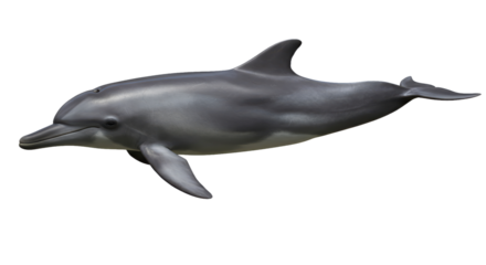 Aquatic Majesty: Realistic Orca Figurine with Detailed Features