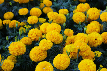 Bright yellow marigold flower in full bloom