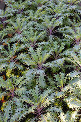 Red Russian Kale plants growing in a garden bed