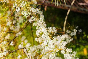 White flower of asparagus racemosus, commonly known as Shatavari, with its thorny stems and fine