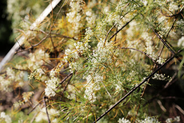 White flower of asparagus racemosus, commonly known as Shatavari, with its thorny stems and fine