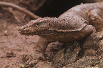 portrait of a muddy salvator lizard