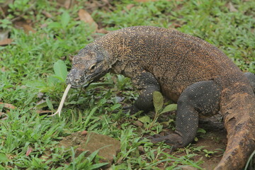 a komodo dragon looks back with its tongue sticking out