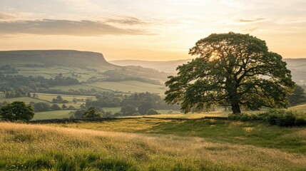 Obraz premium Golden Sunrise Over Rolling Hills with a Lone Tree in Focus, Evoking Tranquility and Harmony with Nature