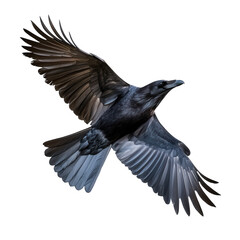 Fototapeta premium raven in mid-flight showcasing its expansive wings and sleek black feathers against a white background the photograph emphasizes the elegance and grace of bird in motion