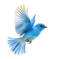 Fototapeta premium a vibrant blue bird in mid-flight showcasing its delicate wings and striking color against a white background. beauty and grace of wildlife emphasizing nature's artistry